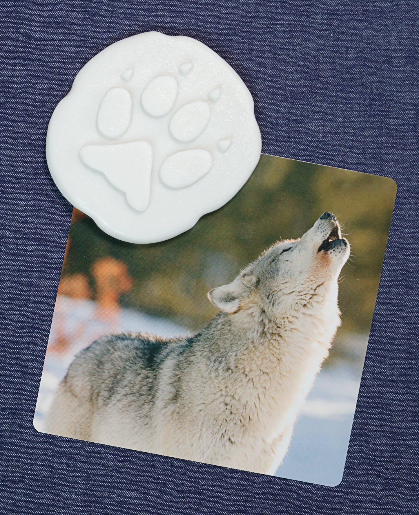 Let’s Investigate – Polar