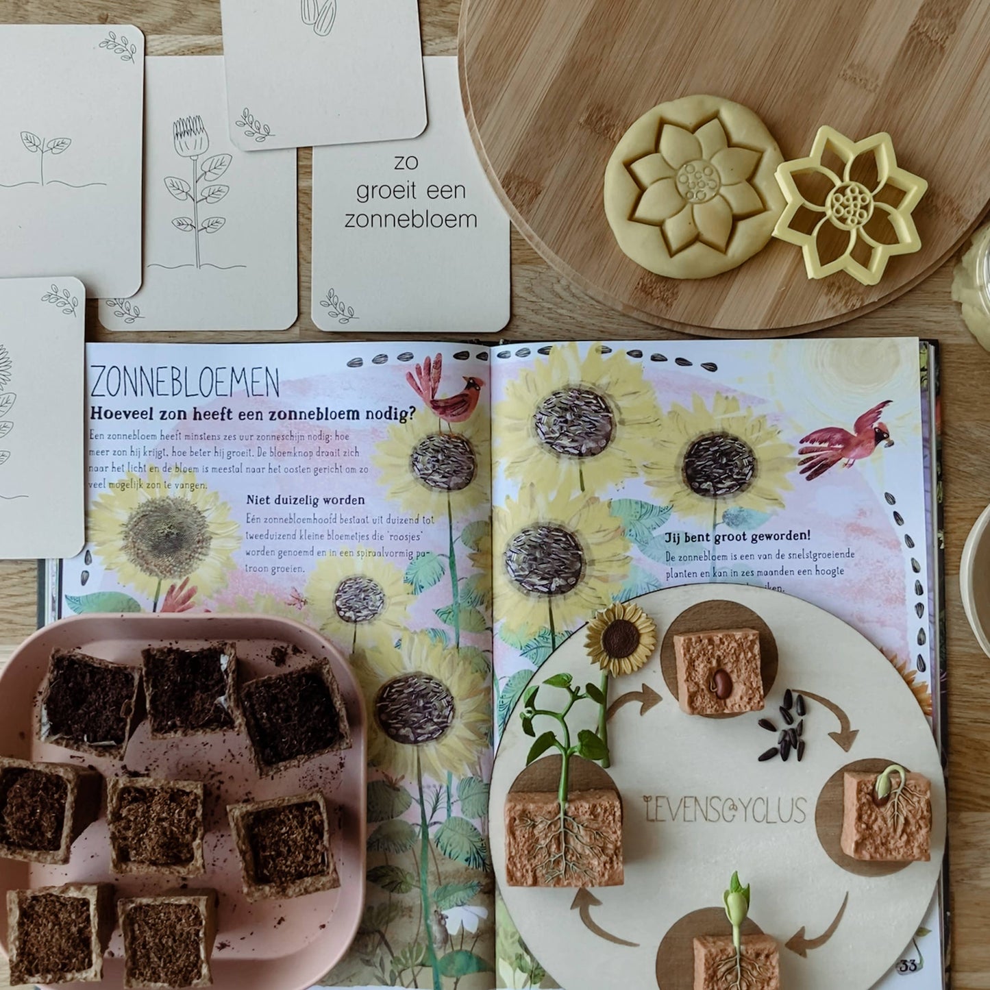 Lifecycle flashcards (bij, lieveheersbeestje, bloemen)-Educatie