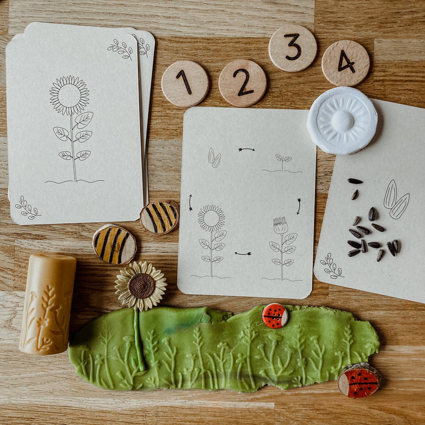 Lifecycle flashcards (bij, lieveheersbeestje, bloemen)-Educatie