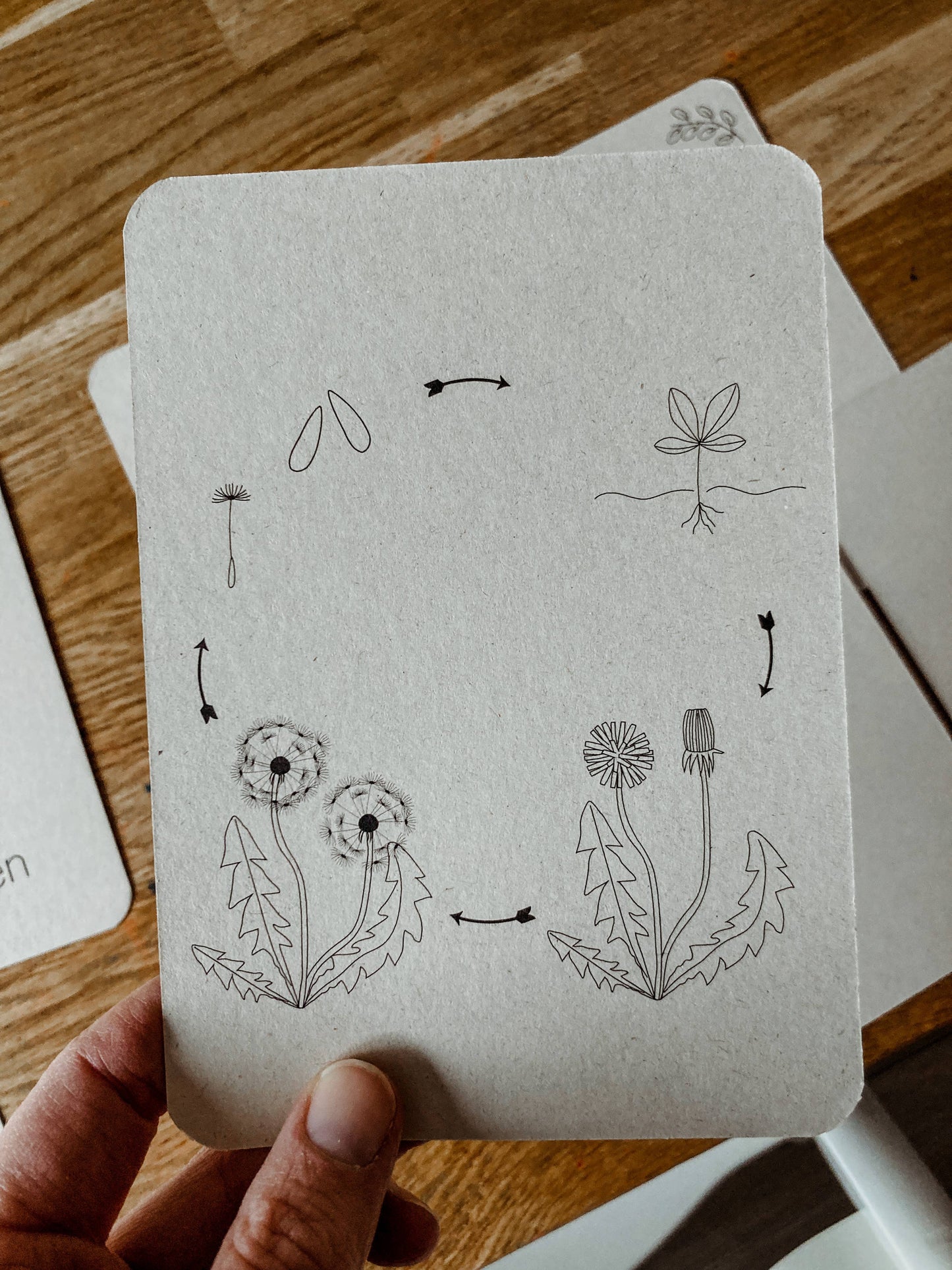 Lifecycle flashcards (bij, lieveheersbeestje, bloemen)-Educatie