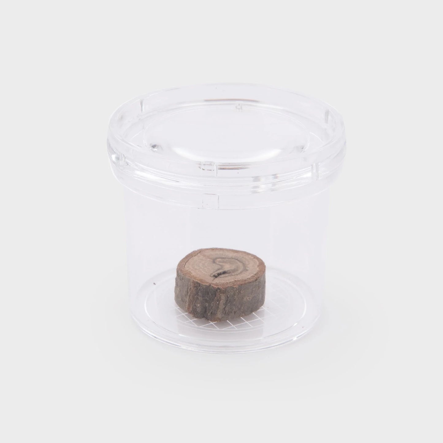 Doorzichtige insecten potje