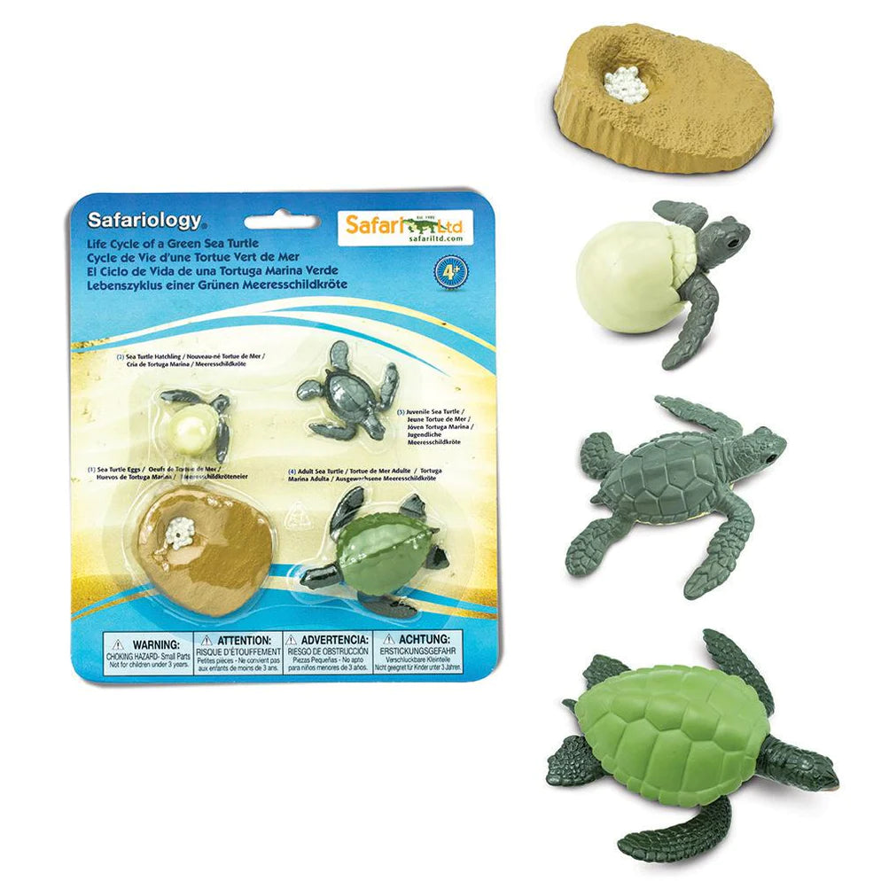 Levenscyclus Schildpad