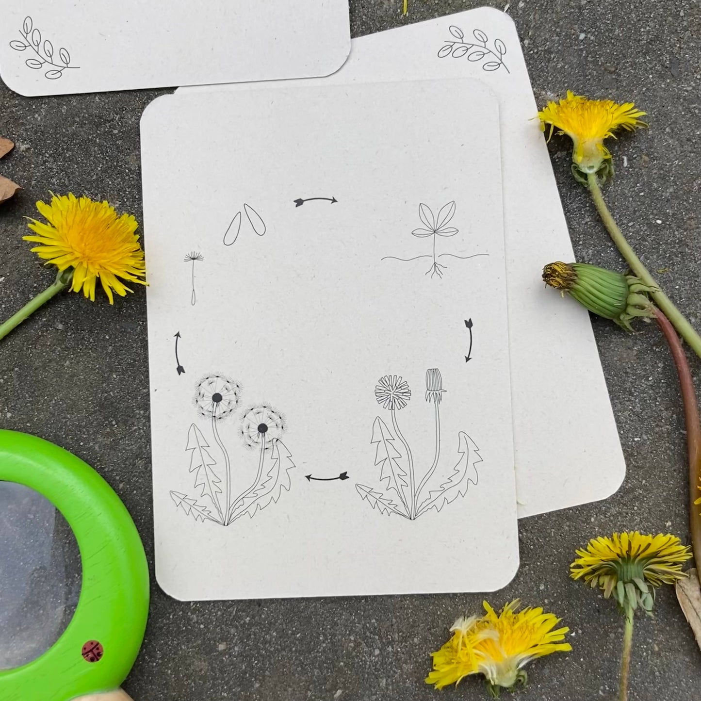 Lifecycle flashcards (bij, lieveheersbeestje, bloemen)-Educatie