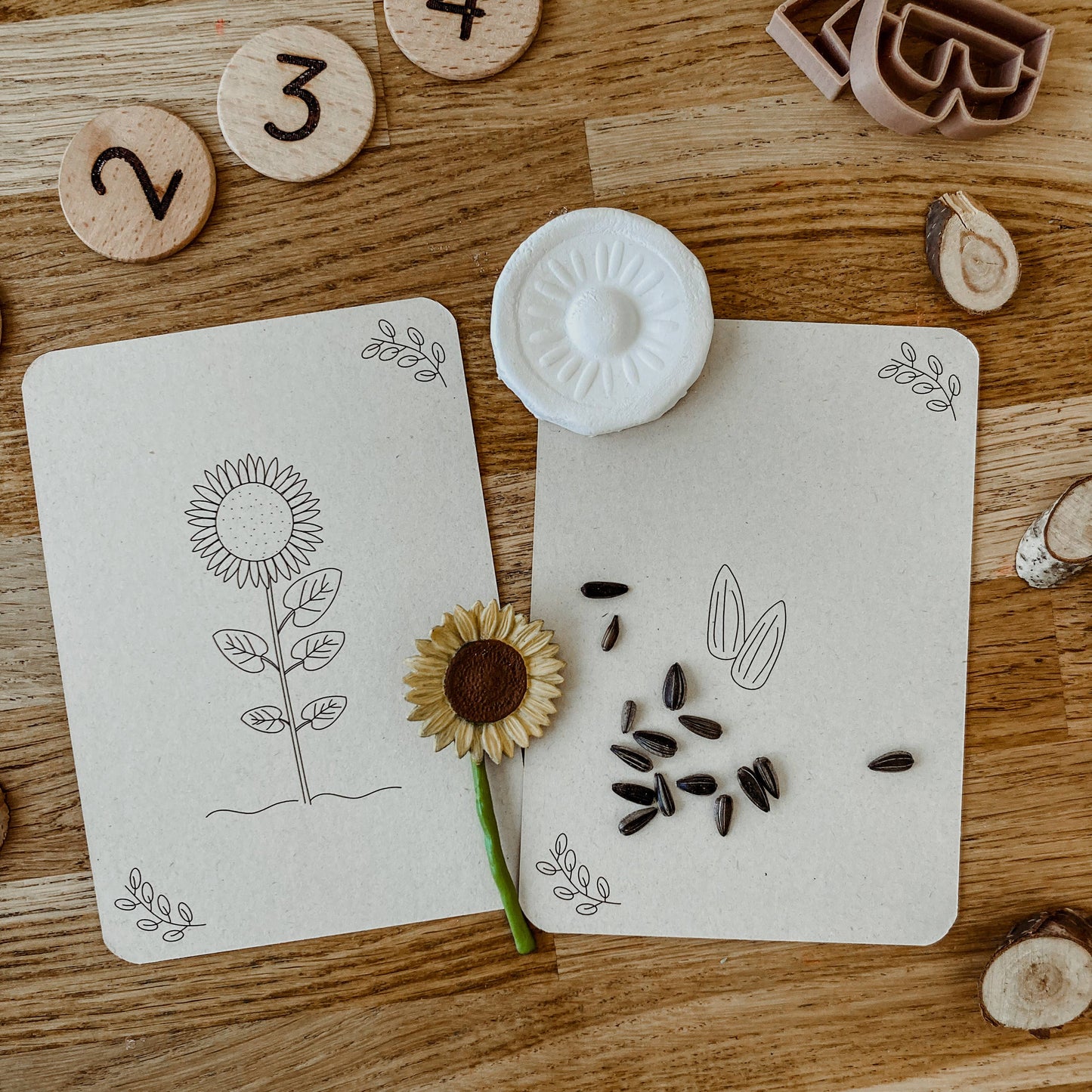 Lifecycle flashcards (bij, lieveheersbeestje, bloemen)-Educatie