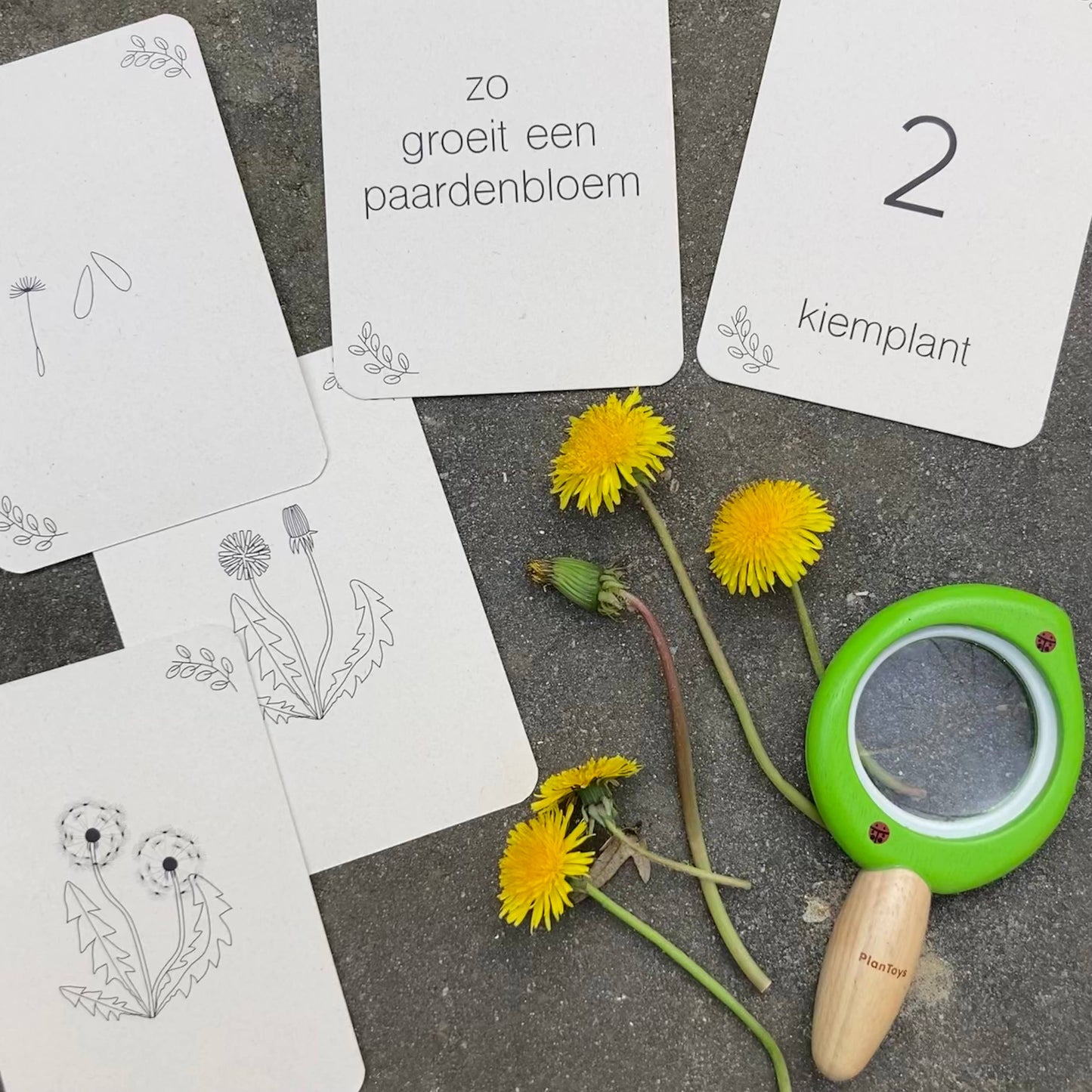 Lifecycle flashcards (bij, lieveheersbeestje, bloemen)-Educatie