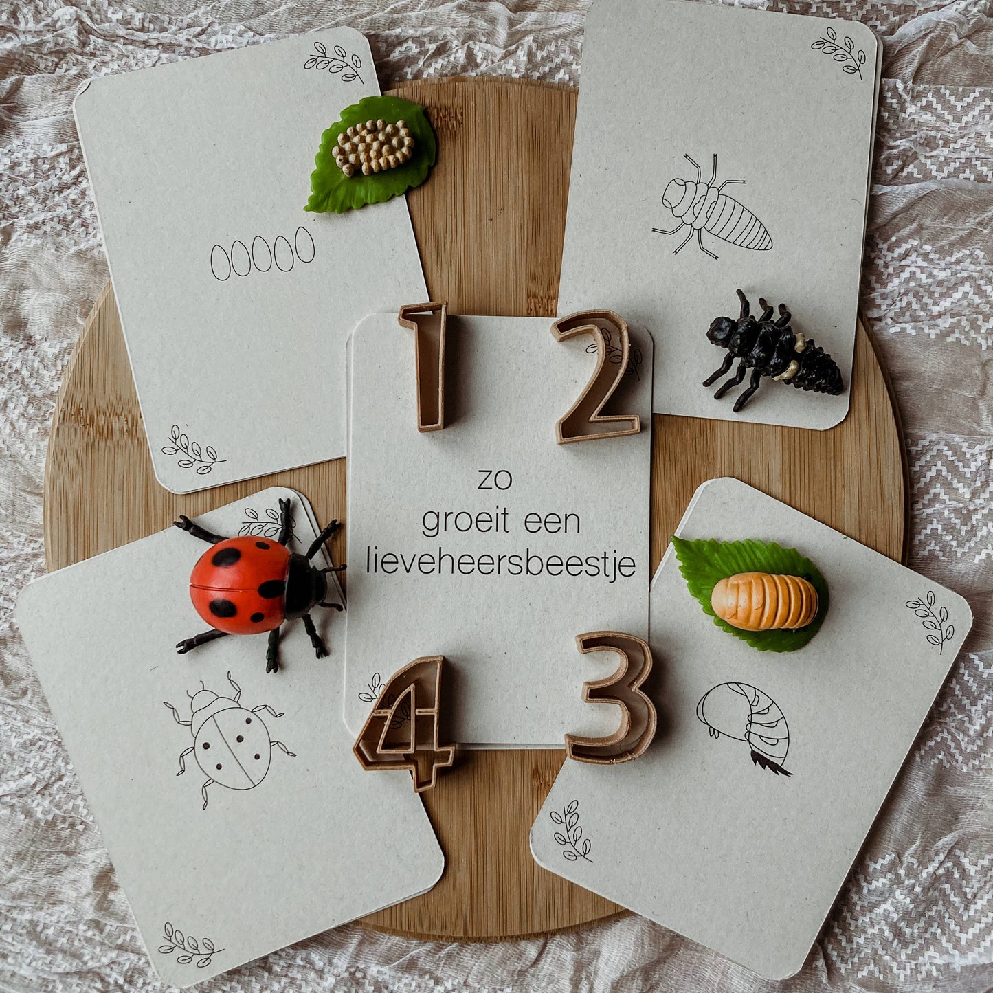 Lifecycle flashcards (bij, lieveheersbeestje, bloemen)-Educatie