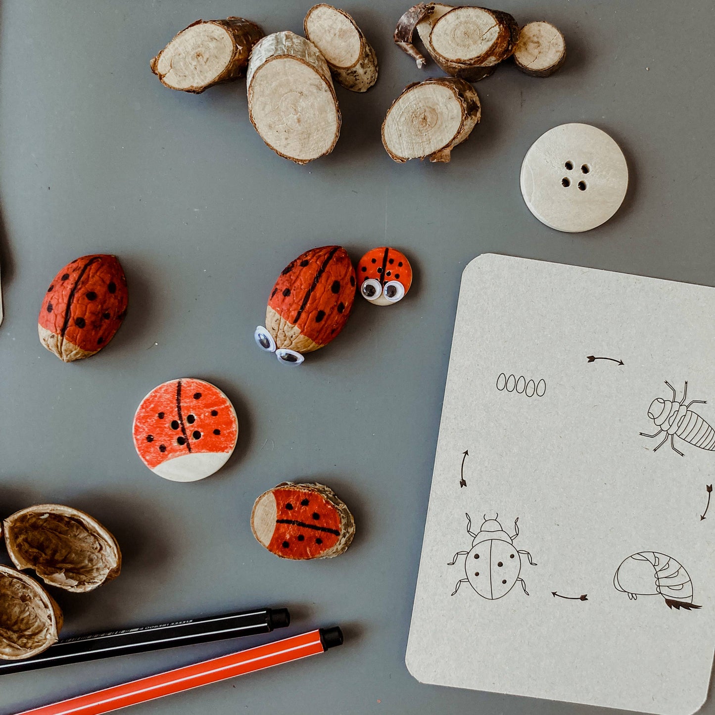 Lifecycle flashcards (bij, lieveheersbeestje, bloemen)-Educatie