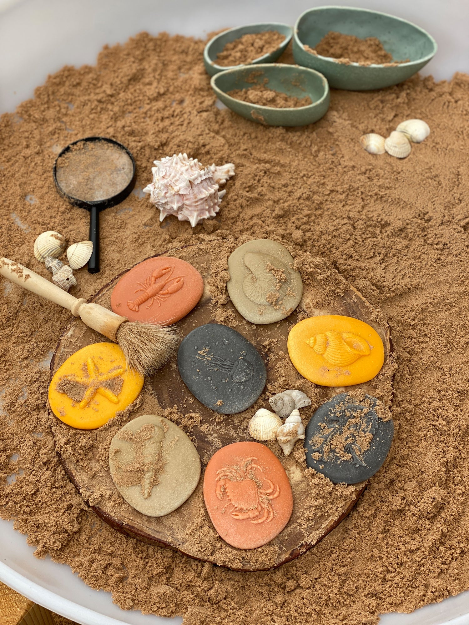 Let’s Investigate – Seashore