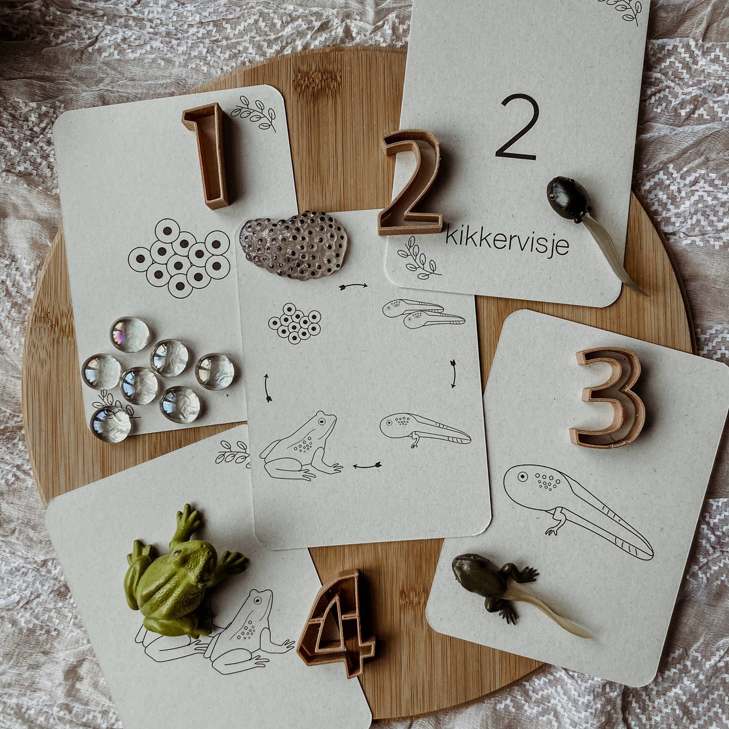 Lifecycle flashcards kikker - Educatief speelgoed