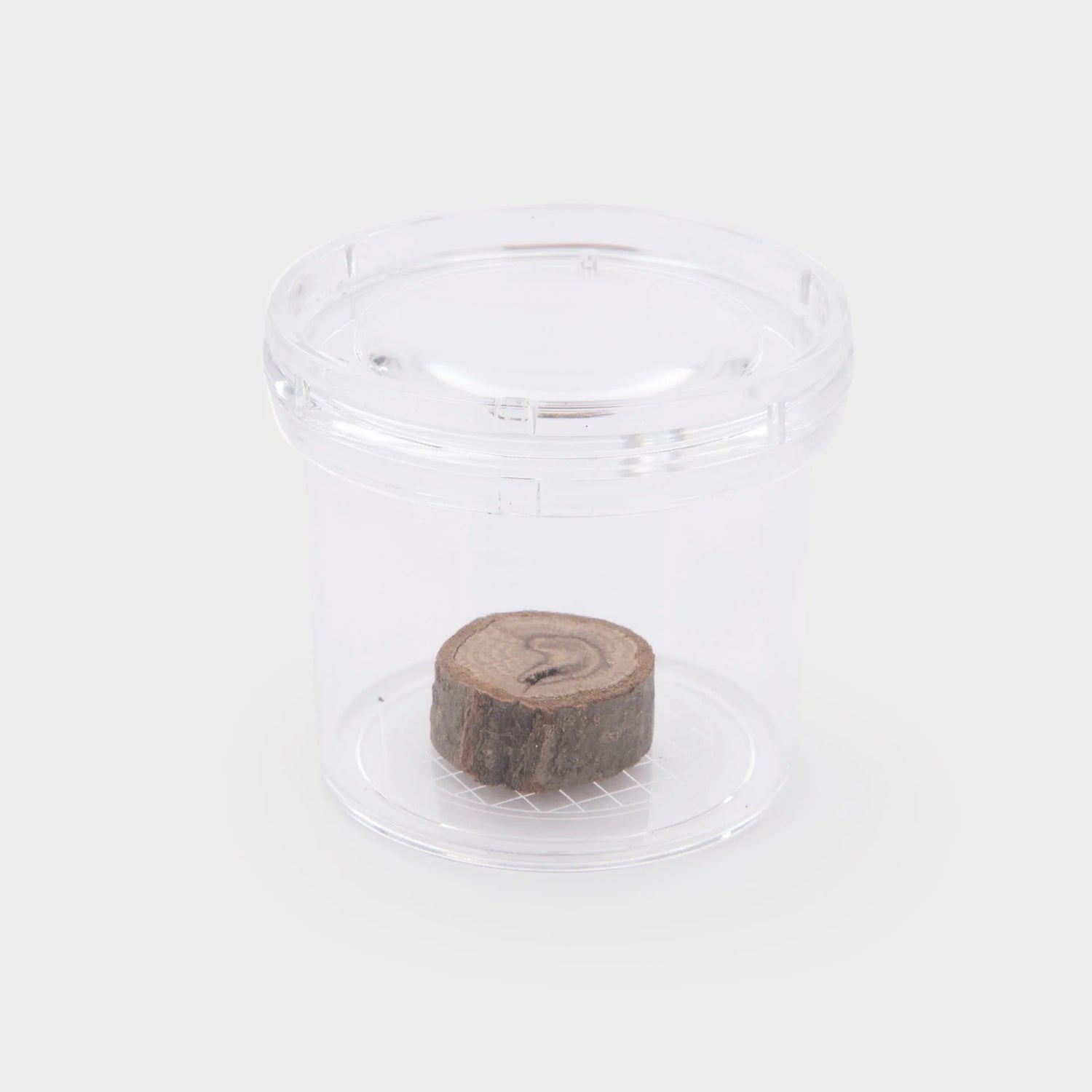 Doorzichtige insecten potje