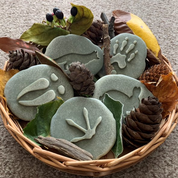 Let’s Investigate – Woodland