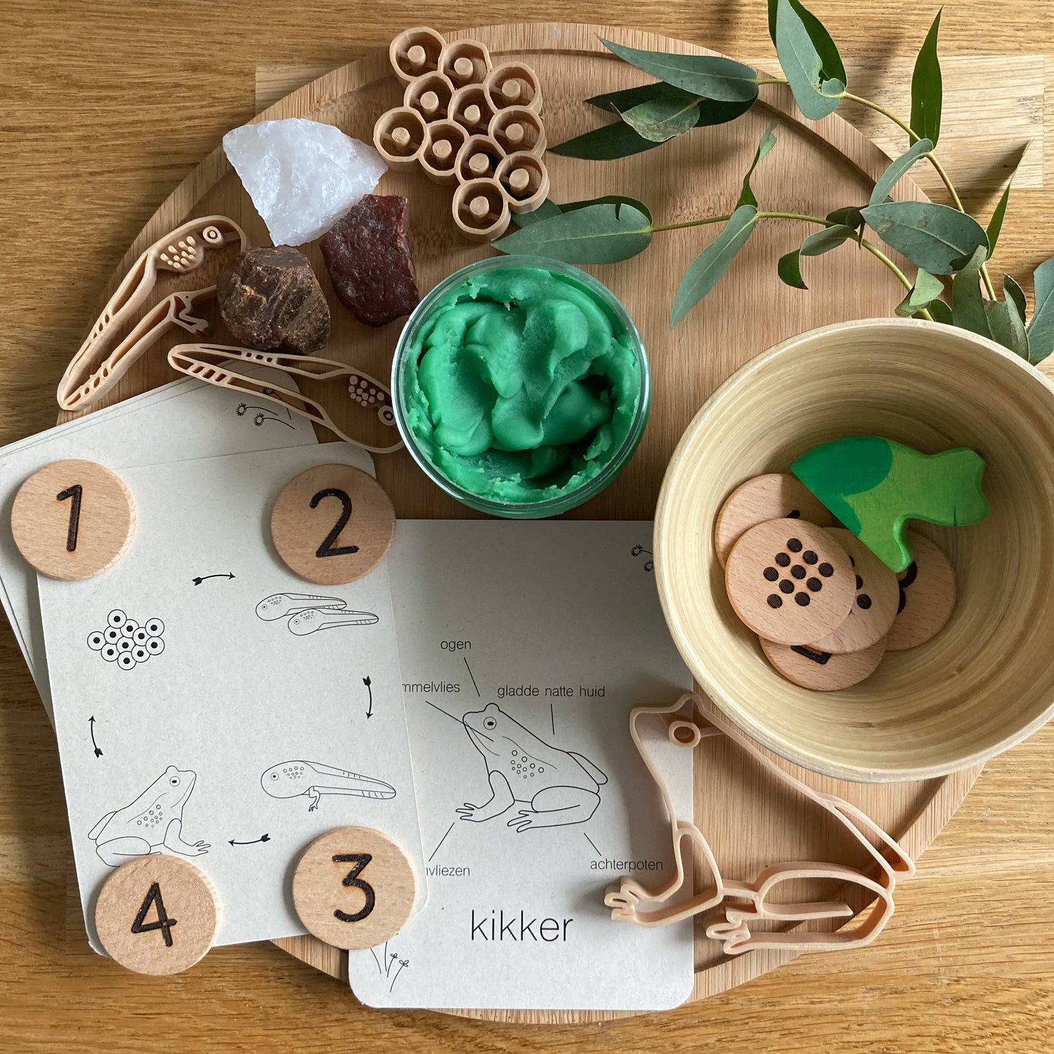 Lifecycle flashcards kikker - Educatief speelgoed