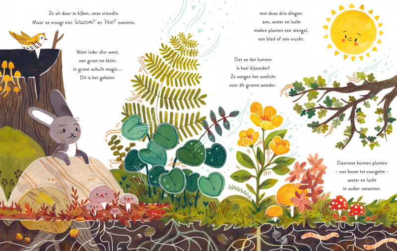 Een woud vol wonderen